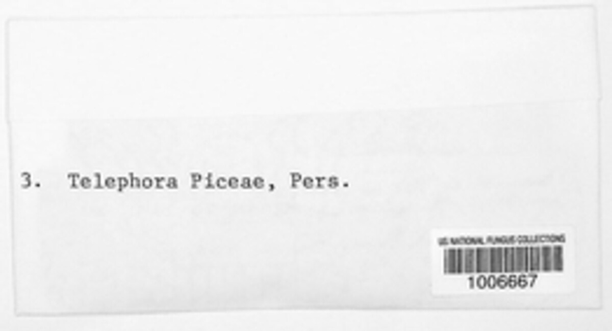 Peniophora piceae image
